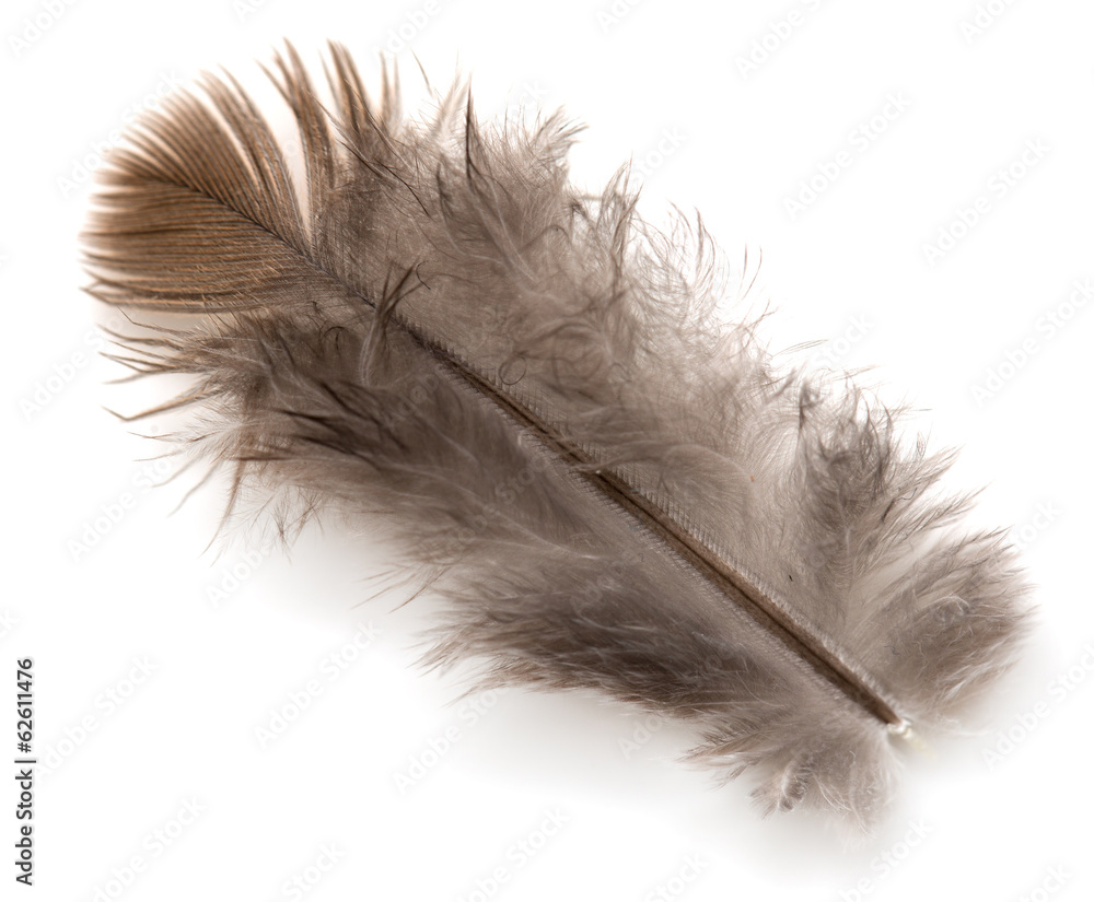 Obraz premium feather on white background