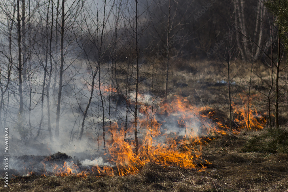 forest fire forest fire