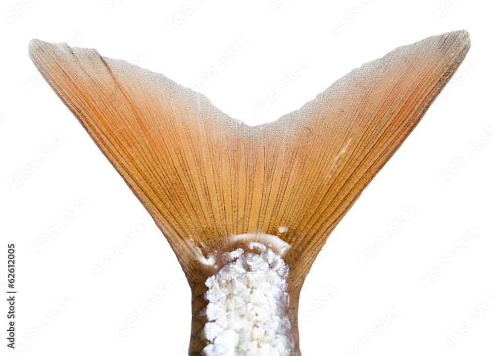 tail of a fish on a white background - obrazy, fototapety, plakaty 