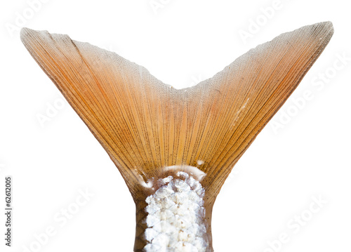 tail of a fish on a white background