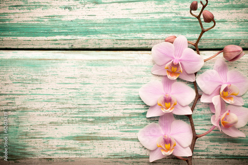Fototapeta Naklejka Na Ścianę i Meble -  Orchid.