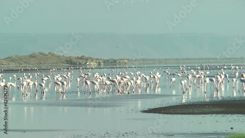 flamants rose du lac Natron