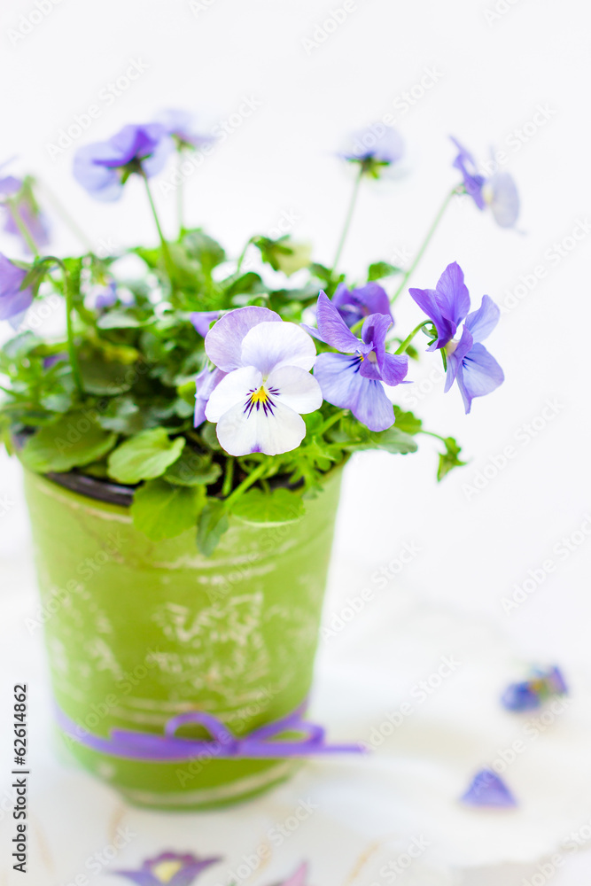 Obraz premium Little pansies in green vintage pot. Selective focus