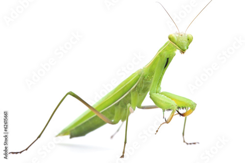 Grasshopper on white background © thepoo
