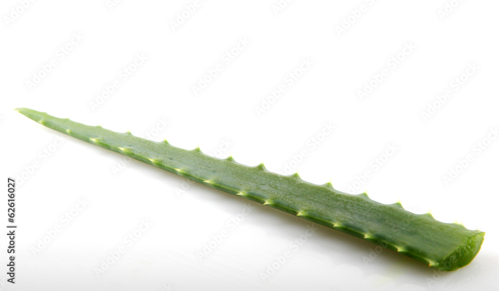 Aloe vera plant isolated on white. Aloe vera plant isolated on white.