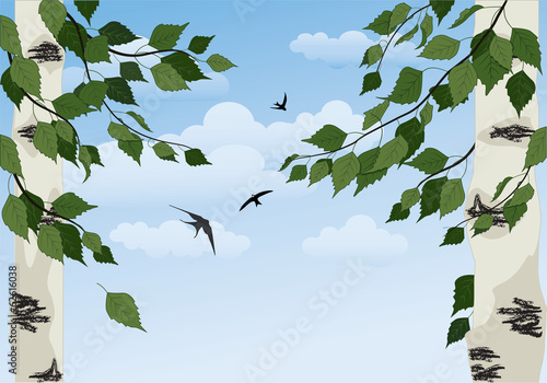 birch on sky background