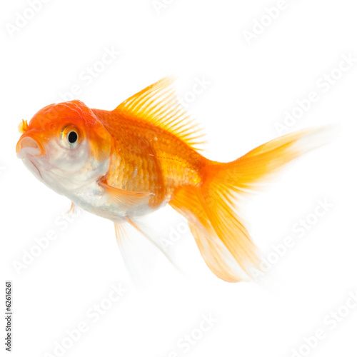 Close up of swimming goldfish, isolated on white