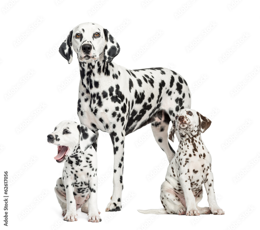 Dalmatian mom and puppies, isolated on white Dalmatian mom and puppies, isolated on white