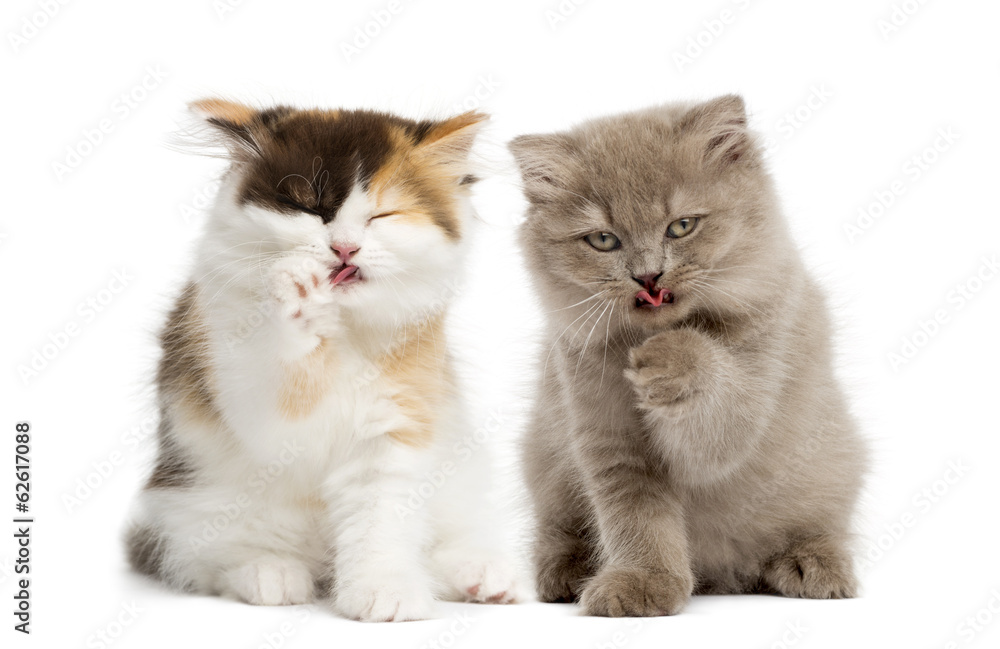Obraz premium Highland fold kittens sitting, having a wash, isolated on white