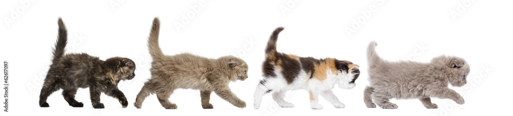 Fototapeta premium Side view of Highland fold kittens walking in line