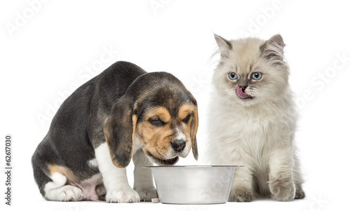 Fototapeta Naklejka Na Ścianę i Meble -  puppy and kitten sitting in front of a dog bowl