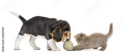 Fototapeta Naklejka Na Ścianę i Meble -  Beagle puppy and Highland fold kitten playing with a ball