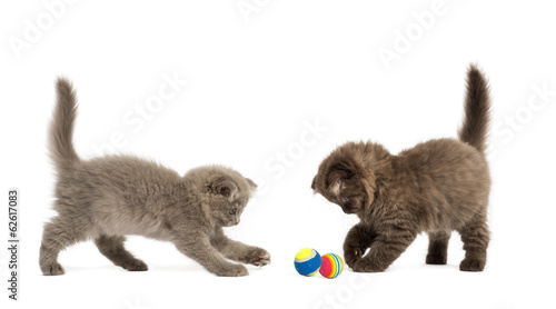 Fototapeta Naklejka Na Ścianę i Meble -  Highland fold kittens playing together with balls