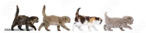 Photo Side view of Highland fold kittens walking in line