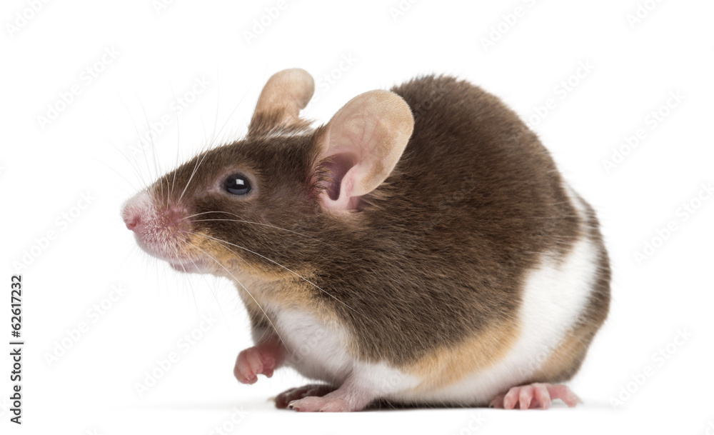 Common house mouse, Mus musculus, isolated on white Common house mouse, Mus musculus, isolated on white