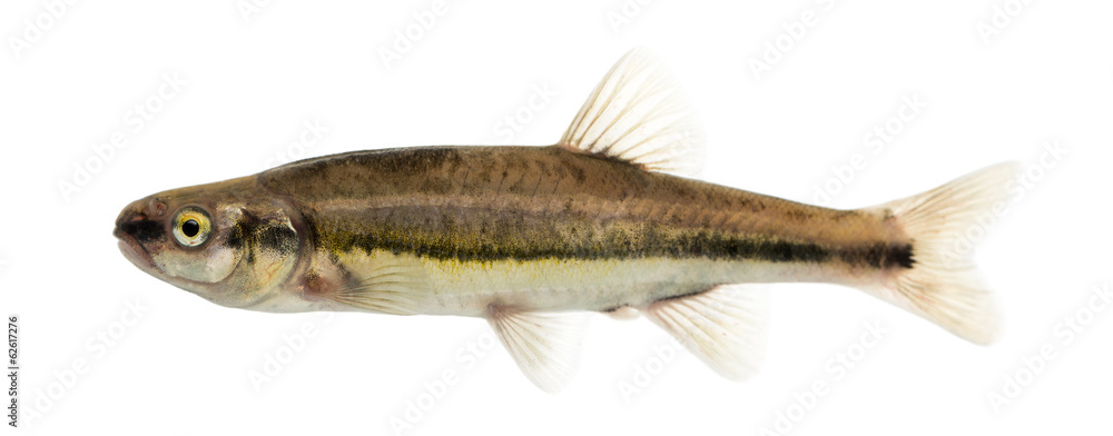 Obraz premium Side view of an Eurasian minnow, Phoxinus phoxinus