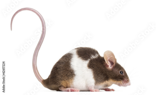 Side view of a Common house mouse, Mus musculus photo