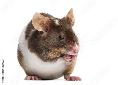 Common house mouse, Mus musculus, isolated on white