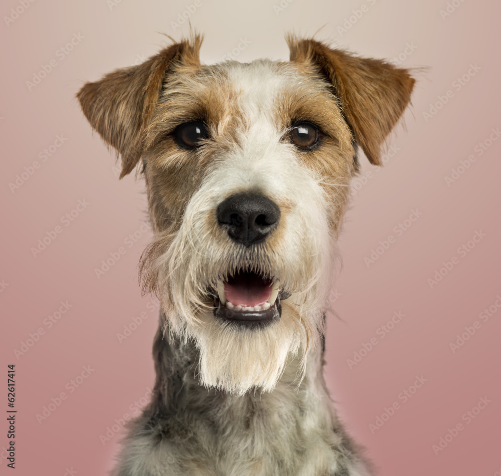Close-up of a Fox terrier facing, panting, on pink gradient back