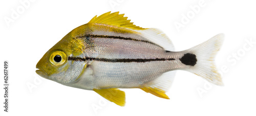 Side view of a Porkfish, Anisotremus virginicus