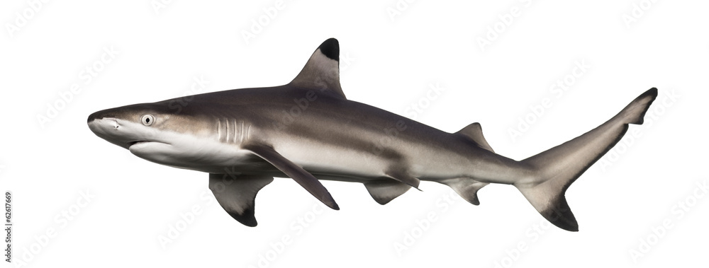 Obraz premium Widok z boku na rekina rafowego Blacktip, Carcharhinus melanopterus