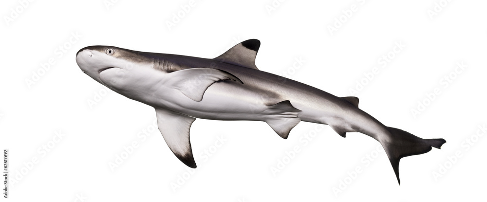 Obraz premium Rekin rafowy Blacktip widziany od dołu, Carcharhinus melanopterus