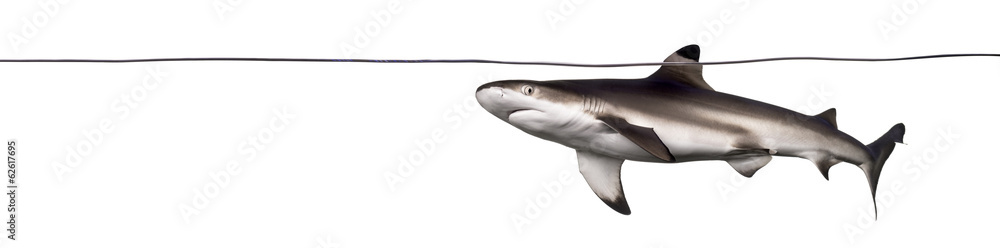 Obraz premium Blacktip reef shark swimming at the surface of the water