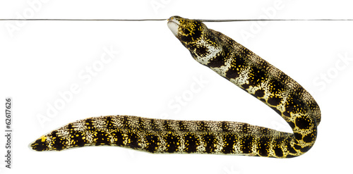 Tableau sur toile Snowflake Moray swimming up to the surface, Echidna nebulosa
