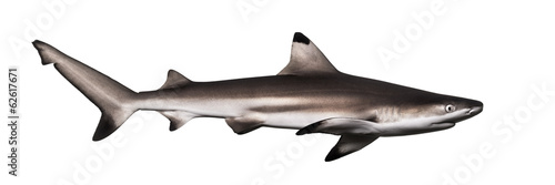 Side view of a Blacktip reef shark, Carcharhinus melanopterus