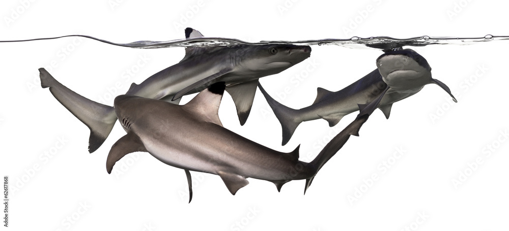 Fototapeta premium Three Blacktip reef sharks swimming at the surface of the water