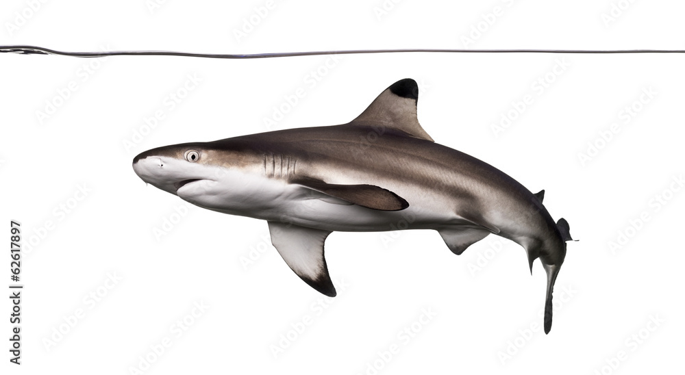Fototapeta premium Rekin rafowy Blacktip pływający pod linią wody