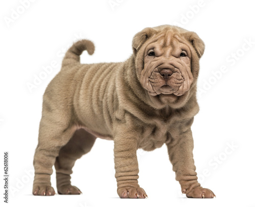 Shar Pei puppy standing, looking at the camera, isolated on whit