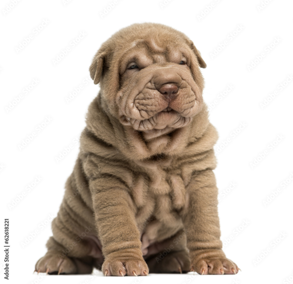 Shar Pei puppy sitting, isolated on white