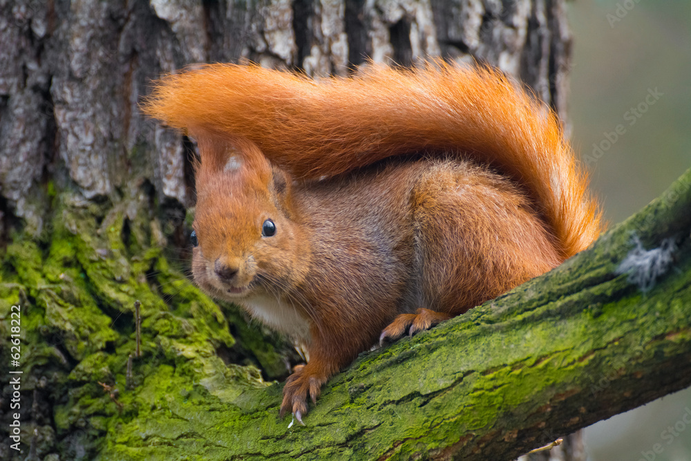 squirrel