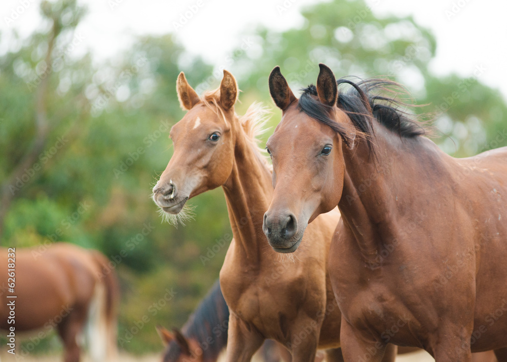 arabian horses