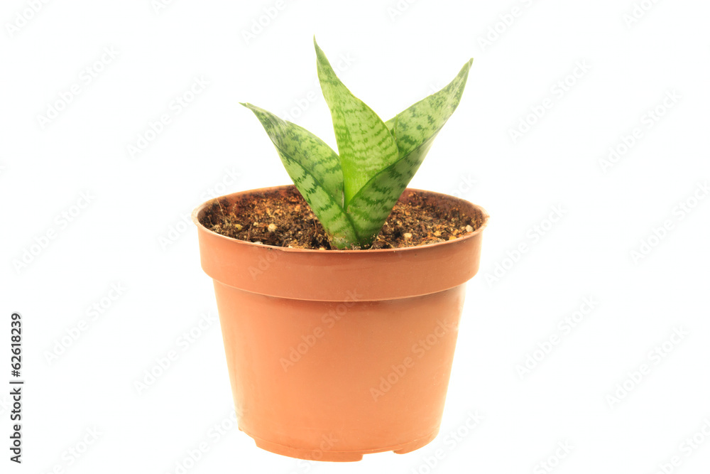 Green sansevieria in pot Green sansevieria in pot
