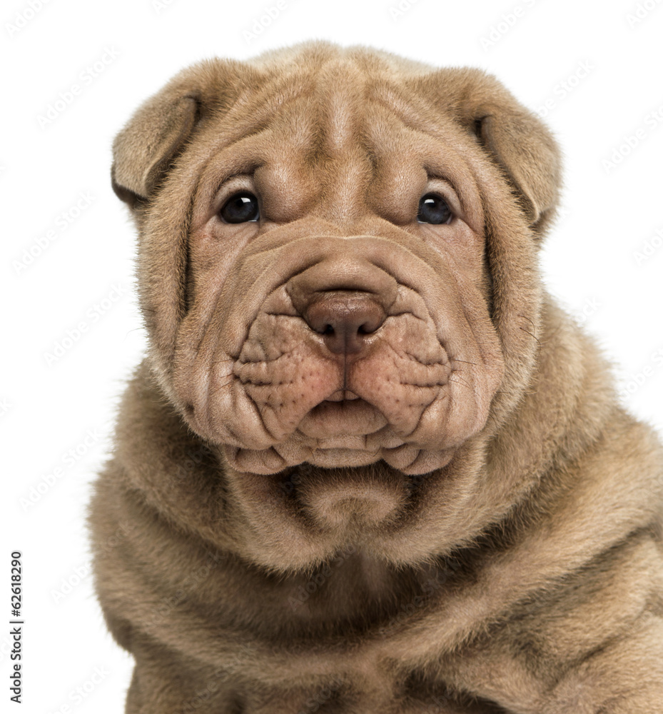 Close-up of a Shar Pei puppy, isolated on white Close-up of a Shar Pei puppy, isolated on white