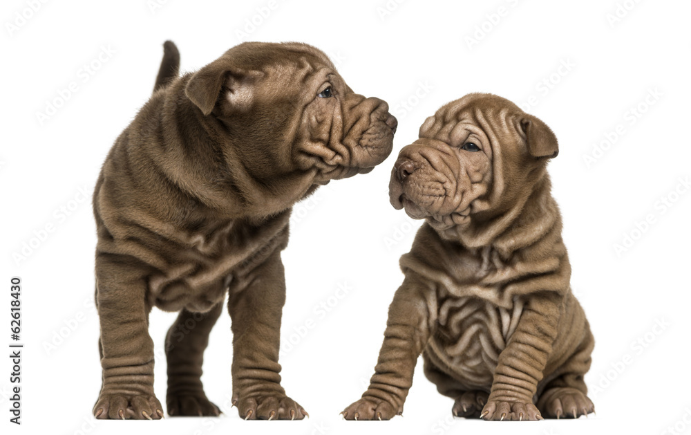 Shar Pei puppies sniffing each other, isolated on white