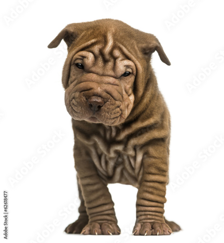 Front view of a Shar Pei puppy standing, looking at the camera