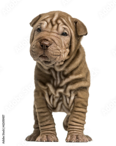 Front view of a Shar Pei puppy standing, isolated on white