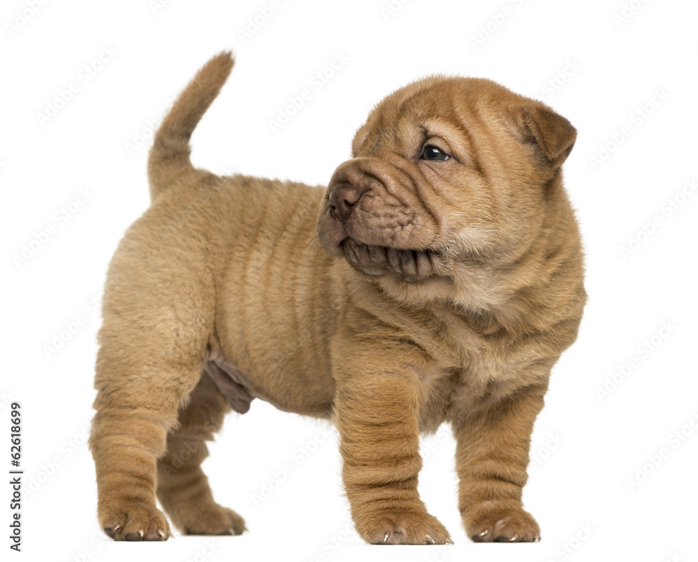 Shar Pei puppy standing, looking back, isolated on white