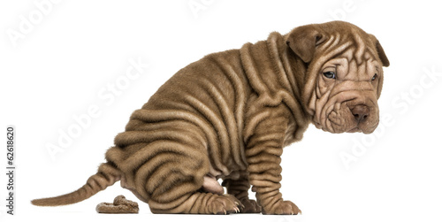 Side view of a Shar Pei puppy defecating, looking at the camera photo