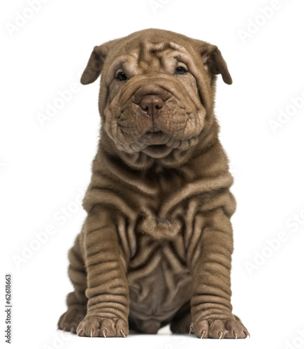 Fototapeta Naklejka Na Ścianę i Meble -  Shar Pei puppy sitting