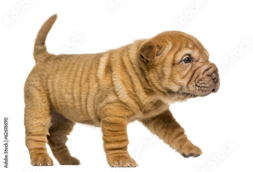 Side view of a Shar Pei puppy walking, isolated on white
