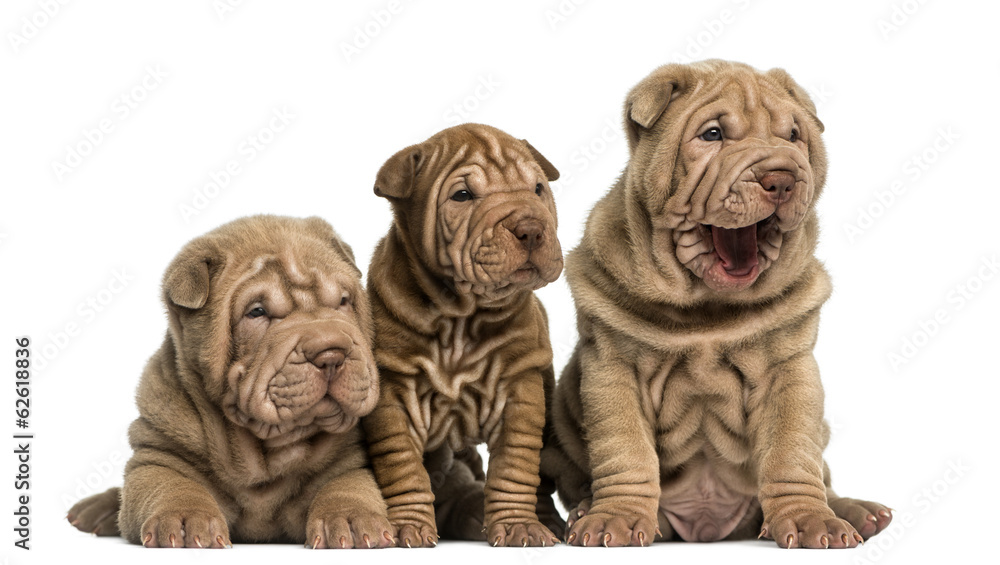 Front view of Shar Pei puppies sitting in a row Front view of Shar Pei puppies sitting in a row