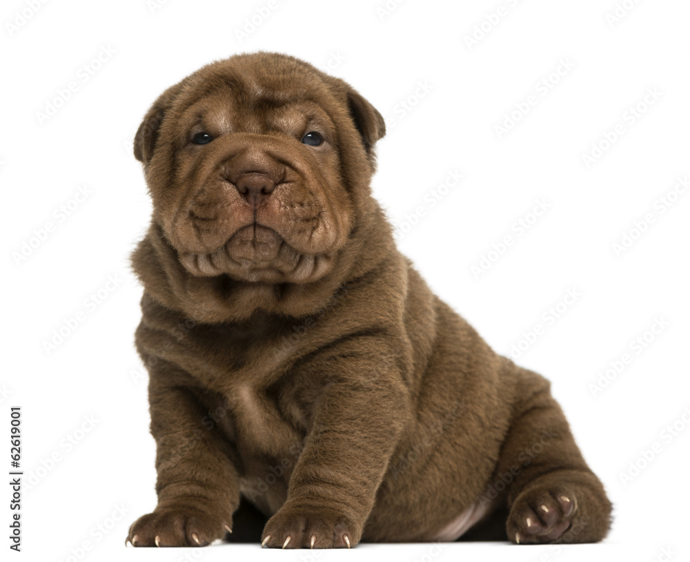 Shar Pei puppy sitting, looking at the camera, isolated on white
