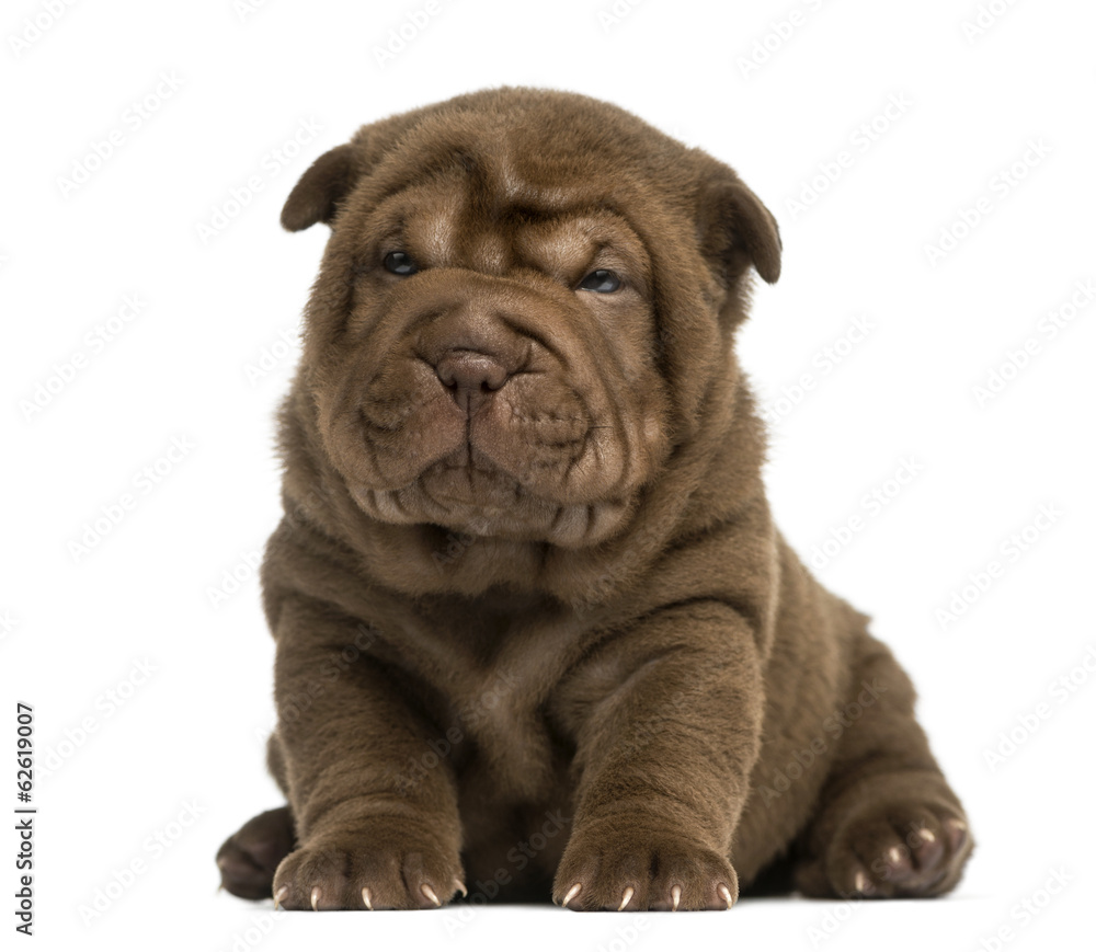 Shar Pei puppy sitting, isolated on white Shar Pei puppy sitting, isolated on white