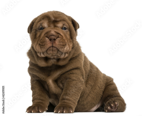 Shar Pei puppy sitting, looking at the camera, isolated on white © Eric Isselée