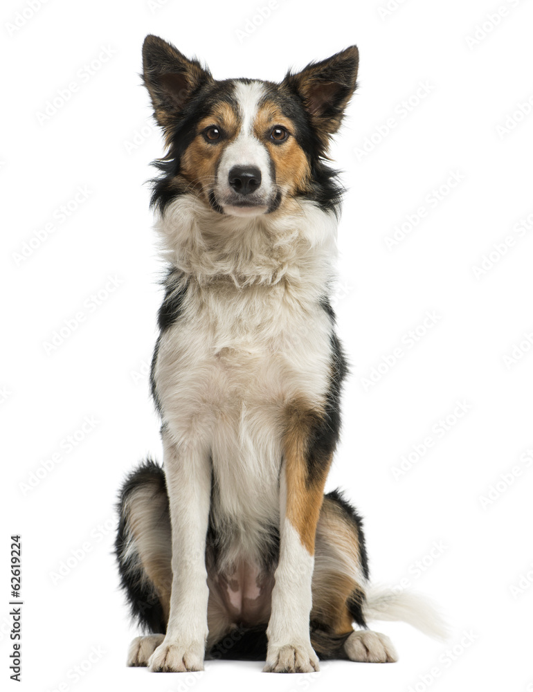 Front view of a Border collie sitting, looking at the camera