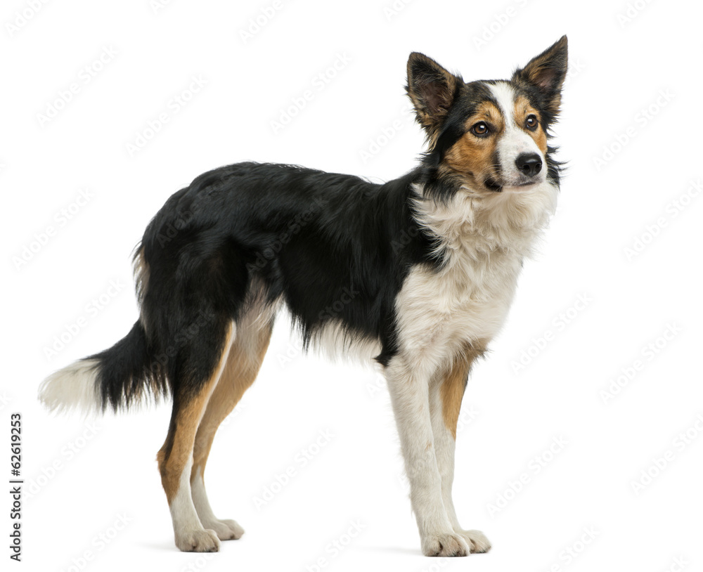 Border collie standing, looking away, isolated on white